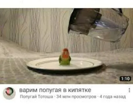 Варим попугая в кипятке