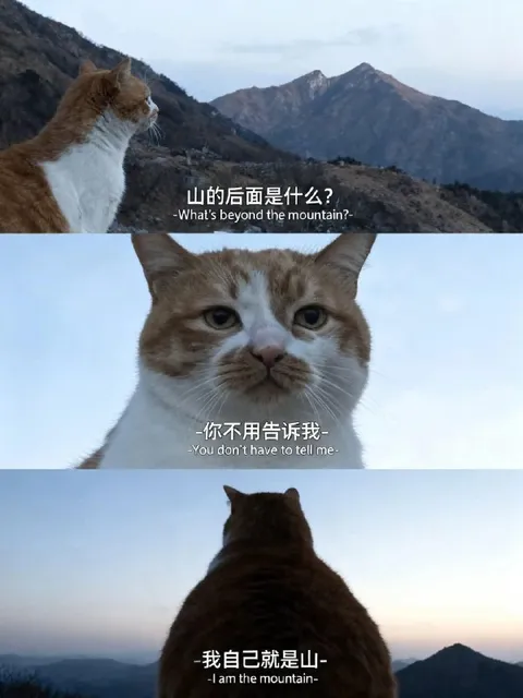 我自己就是山的猫