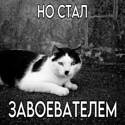 Кот стал завоевателем