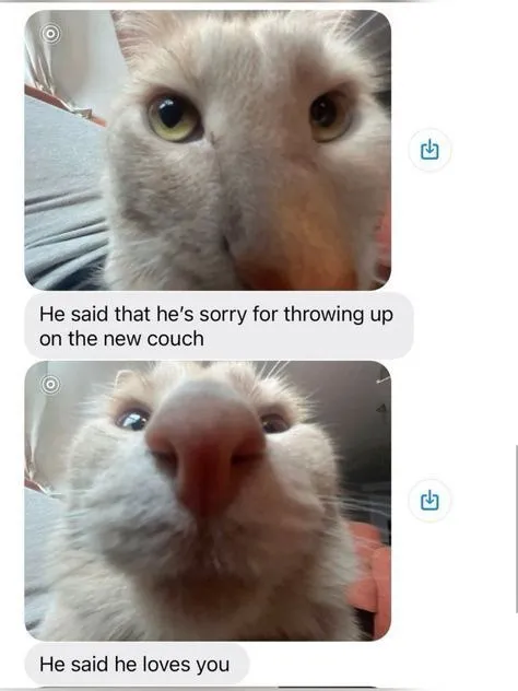 Cat Apologizes and Says He Loves You