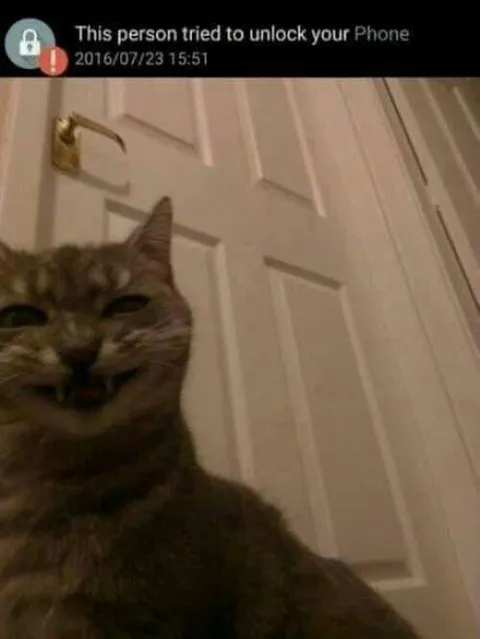 Cat Tried to Unlock Your Phone