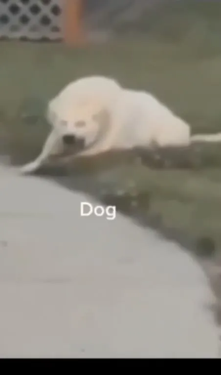 Dog Smiling Like a Seal