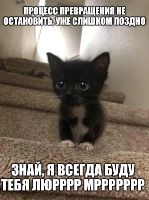 Котёнок не остановит превращение