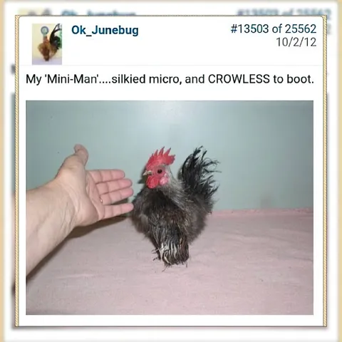 Tiny Silkie Crowless Rooster