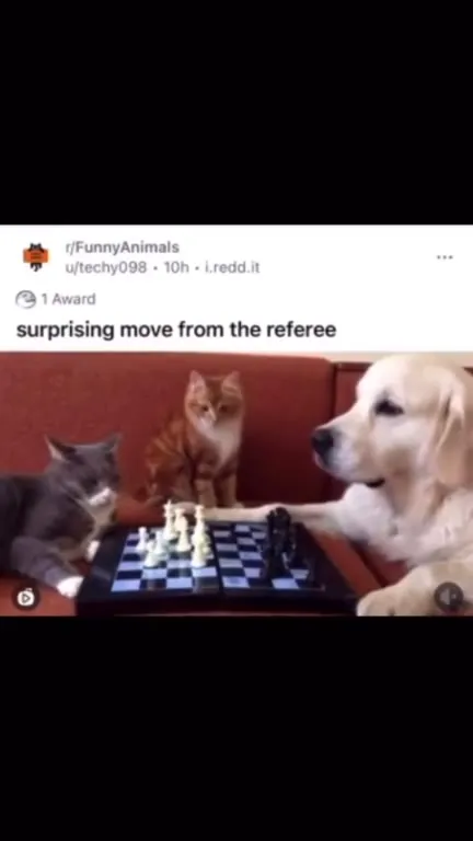 Cat Makes a Surprising Chess Move
