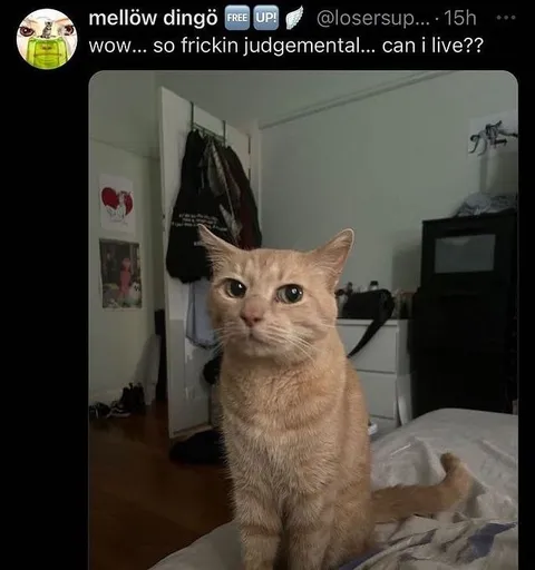 Judgmental Cat Says Can I Live