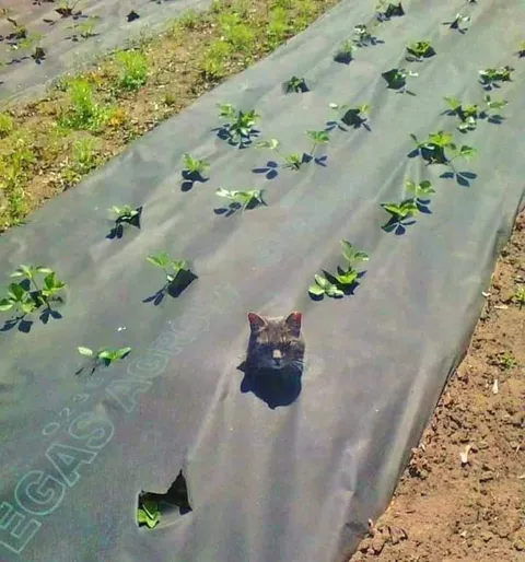 Кот среди грядок