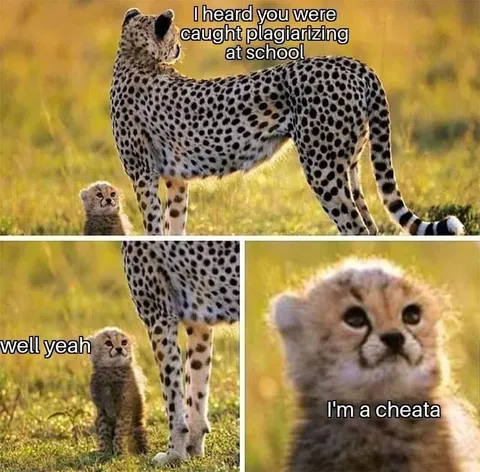 Cheetah Cub Plagiarism Confession