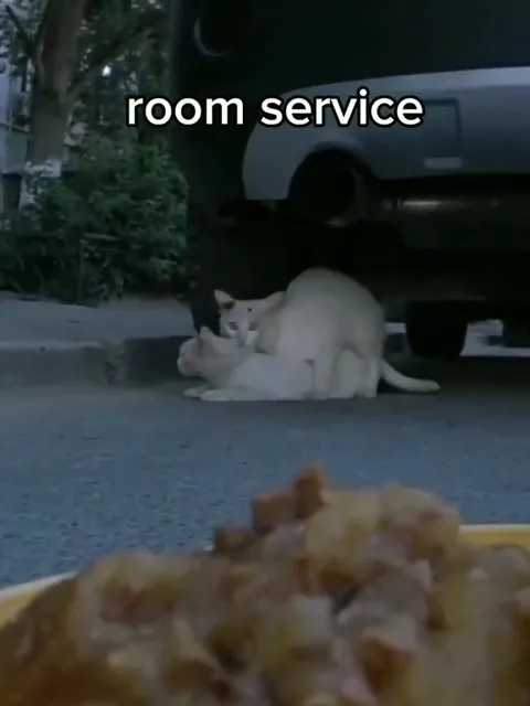 Кошачий room service