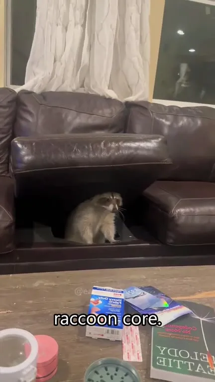 raccoon core