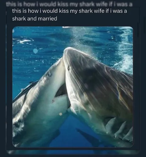 Sharks Kissing Underwater