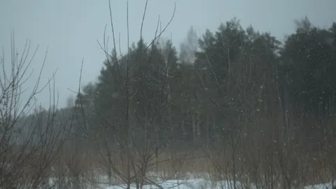 Зимний лесопарк в метель