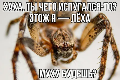 Испугался паука Лёха