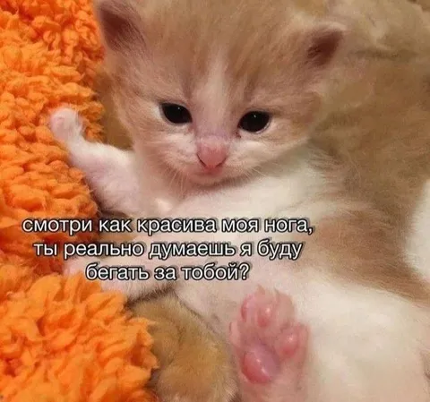 Котёнок показывает красивую ножку
