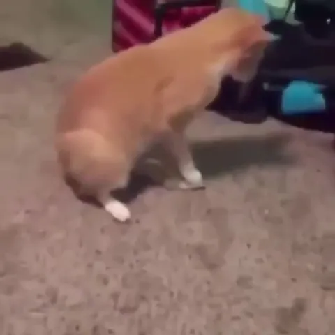 Рыжий кот идёт на конфликт
