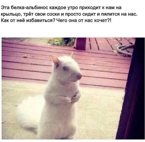 Белка каждое утро приходит к нам