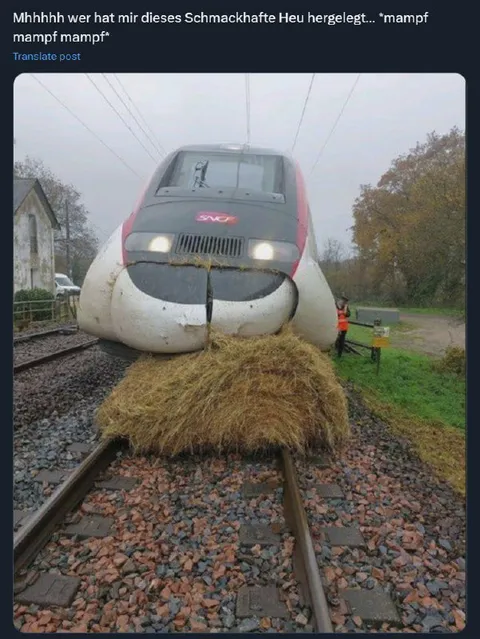 Zug frisst schmackhaftes Heu