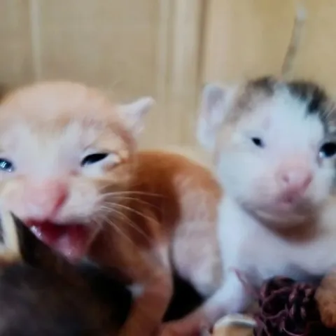 Котята с разными эмоциями