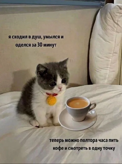 Кот после душа с кофе