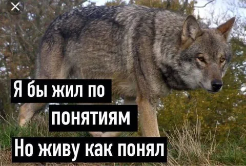 Живу как понял
