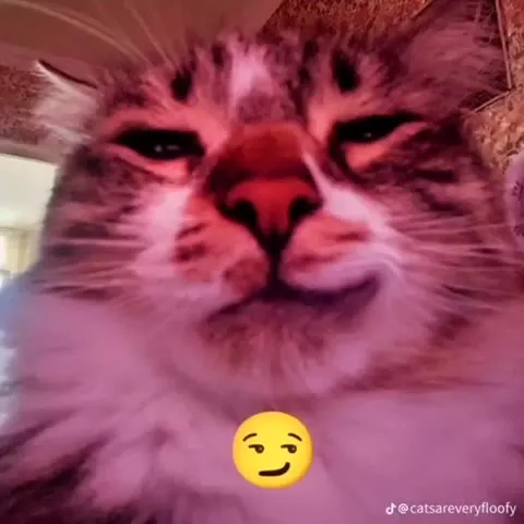 Cats Doing Emoji Faces