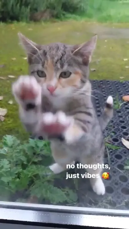 No Thoughts Just Vibes Cat
