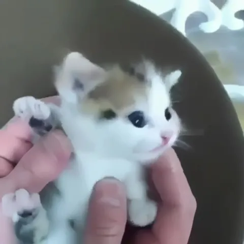 Милый котёнок мяукает