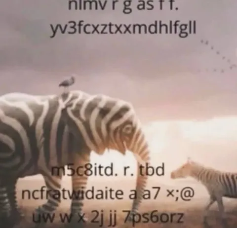 Зебры печатают случайный текст