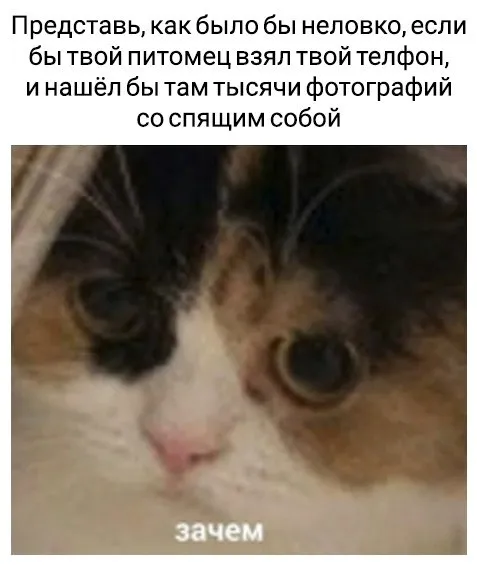 Кот нашёл фотографии с хозяином
