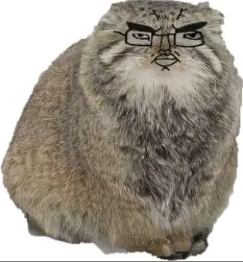 Серьёзный кот в очках