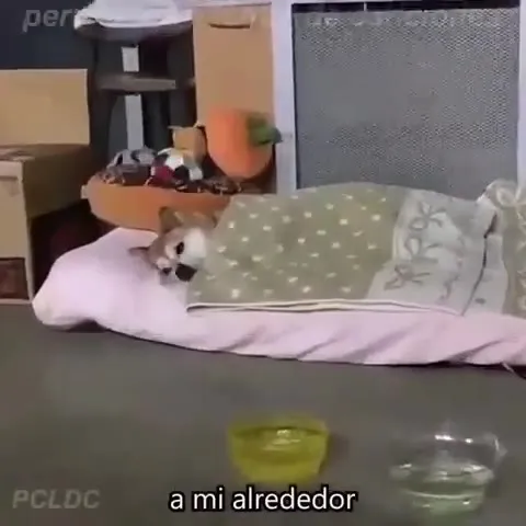Perritos con letras de canciones