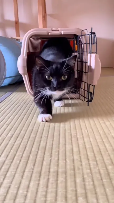 Кот сбежал и нашёл коробку