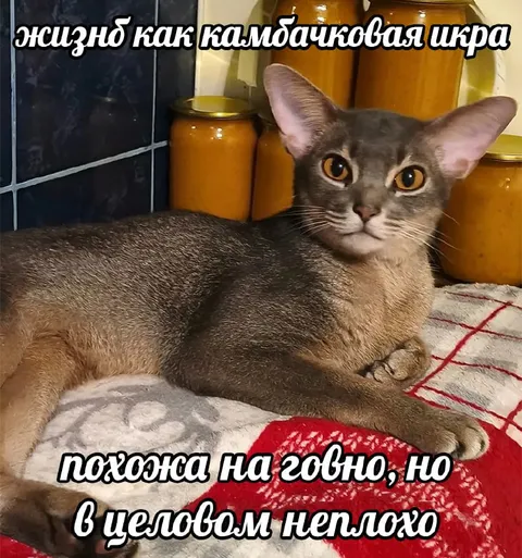 Жизнь как кабачковая икра