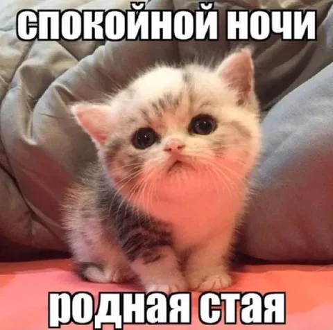 Спокойной ночи, родная стая