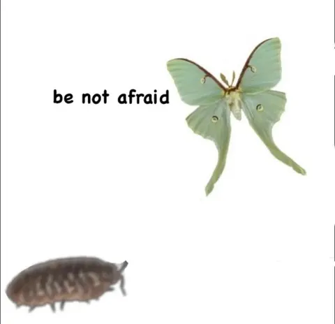 Be Not Afraid Moth Meme