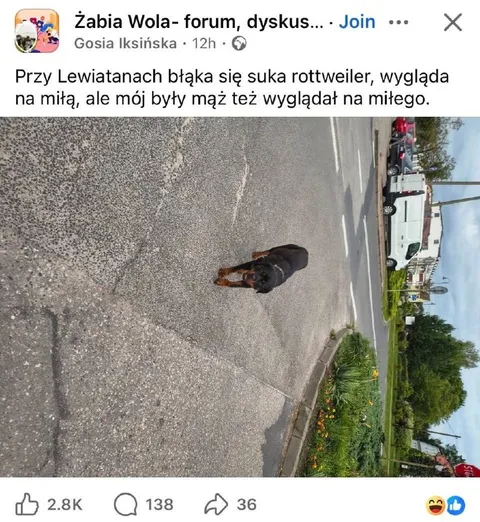 Miły rottweiler i były mąż