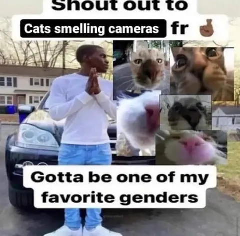Cats Smelling Cameras