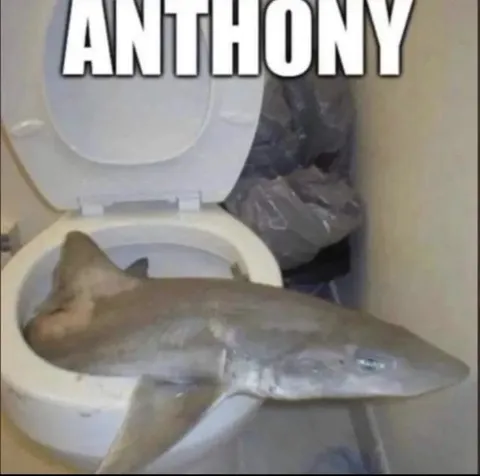 Anthony the Toilet Shark