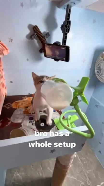 Cat Has a Whole Gaming Setup
