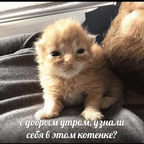 С добрым утром, узнали себя?