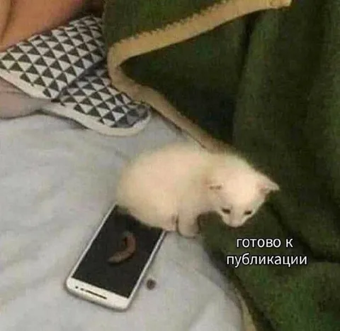 Кот готов к публикации