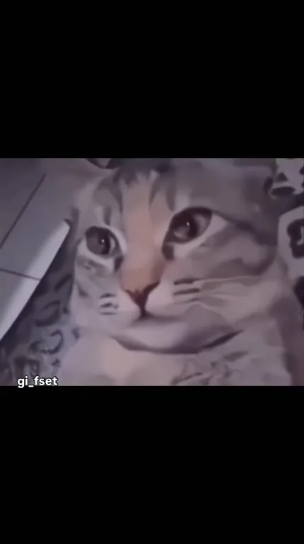 Кот смотрит из ручки