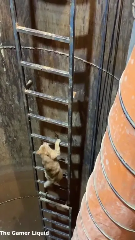 Кот лезет к выходу