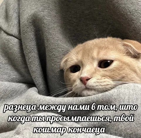 Кот после кошмара