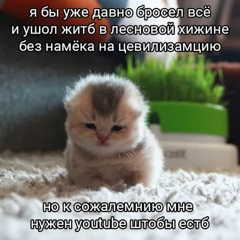 Котёнок хочет жить в лесу
