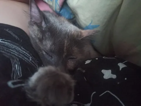 Котёнок спит в подмышке