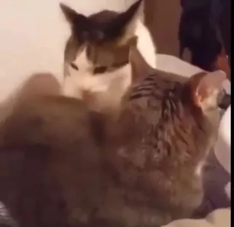 Кот внезапно смеётся