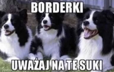 Borderki uważaj na te suki