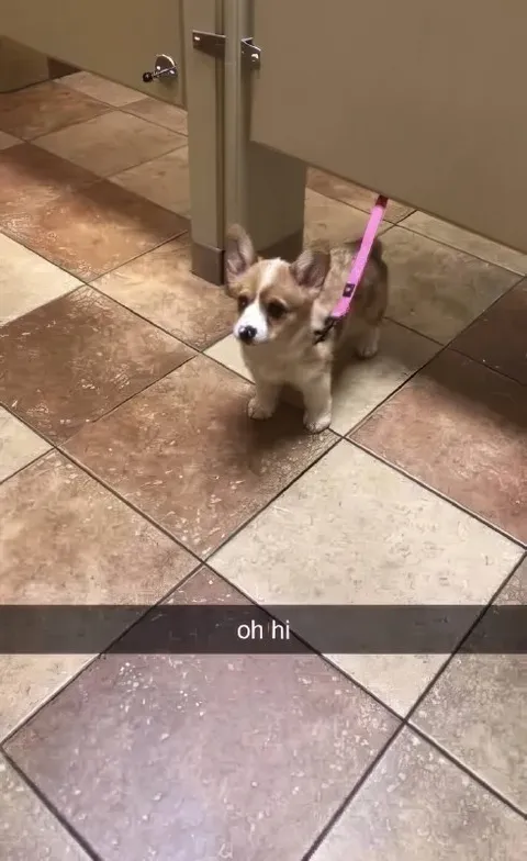 Oh Hi Puppy