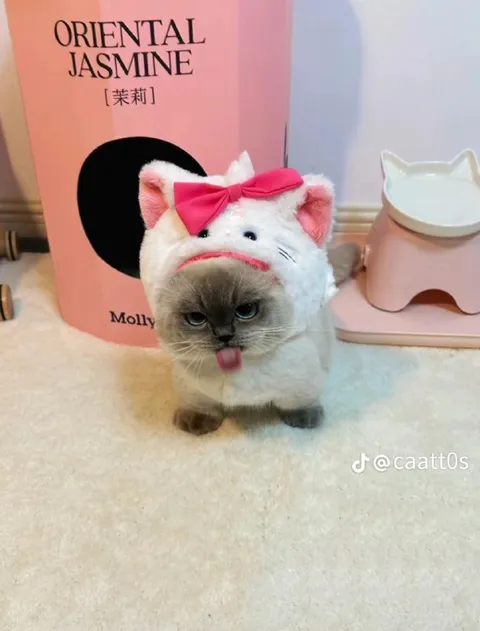Grumpy Cat in a Bow